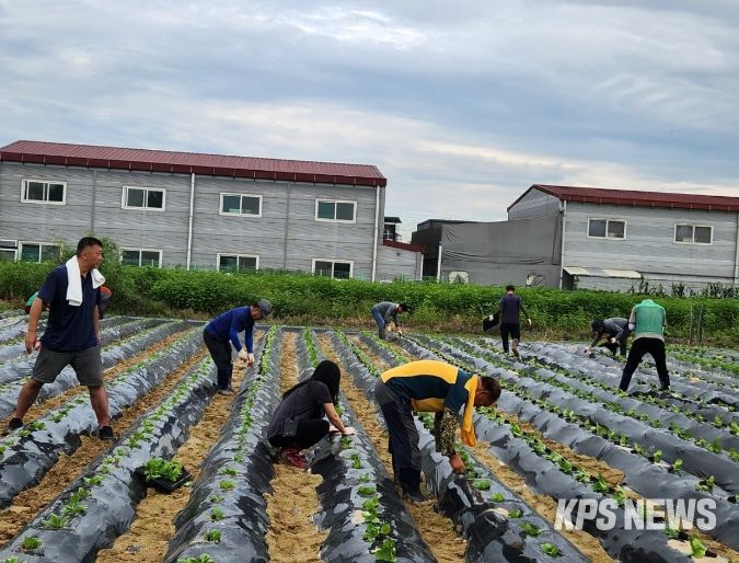 수원시 권선구 평동 새마을협의회, 사랑의 김장배추 심기 행사