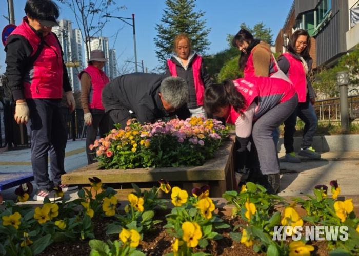 화성특례시 동탄3동 주민들이 청사 및 도로변에 비올라를 식재하고 있다